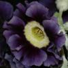 Auricula McWatts Blue - Abriachan Nurseries